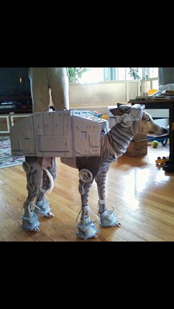 LinkTechSEO's tweet image. How about that for a #halloween costume? #StarWars #dogsoftwitter