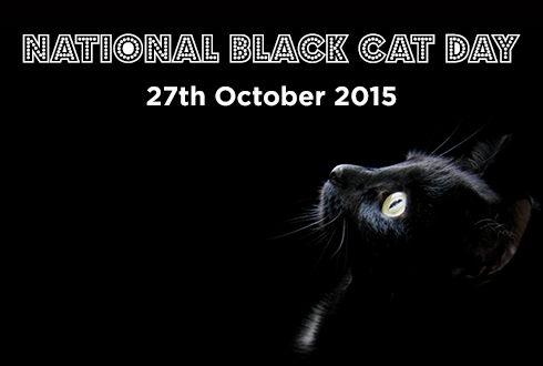 iCatCare's tweet image. It's #BlackCatDay!! Share the love for black cats today and tweet us with your black cat photos!