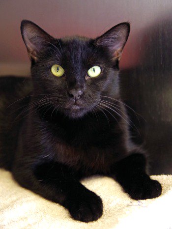 CeliaHammond's tweet photo. Don't understand why lovely black cats struggle to find homes? Neither do we. Remember to #adopt this #BlackCatDay https://t.co/6iD5EyjAC5