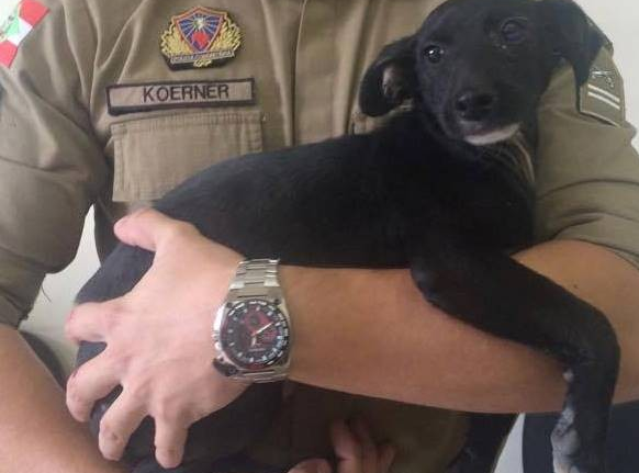 Cego e com marcas de maus-tratos, cão é resgatado de casa de suspeito glo.bo/1NxIJ9t #G1