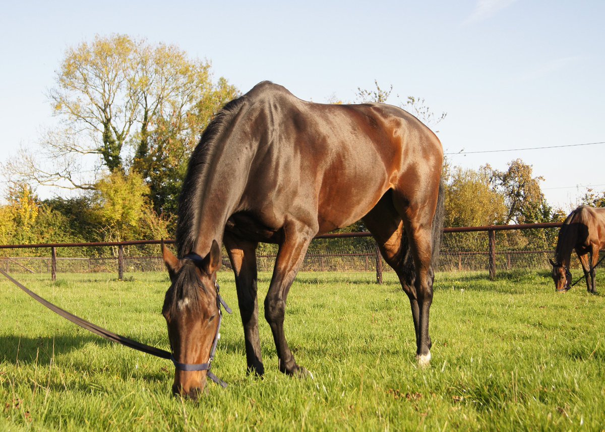 FollowTreve's tweet photo. Je suis bien arrivée hier au Haras en compagnie de Capitaine et cette nouvelle aventure me plaît déjà ! #FollowTreve https://t.co/Wyd9vDxBac
