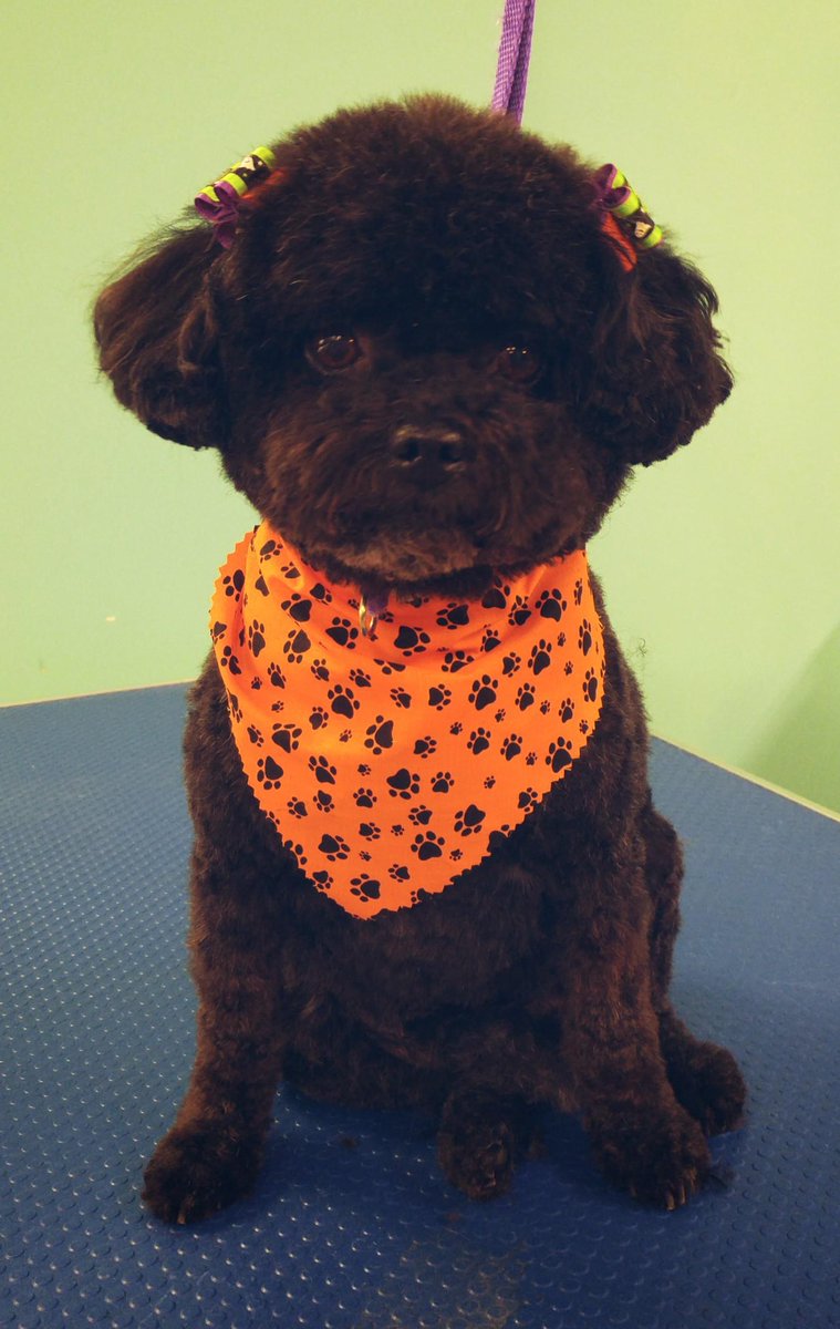 PetsBecki's tweet photo. Little Lou all dressed up for Halloween. https://t.co/cuNjtzHmnA