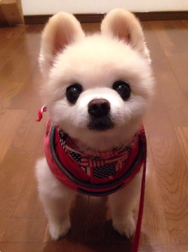 keep0109's tweet photo. #wanko 夜ん歩に出発🐾 空にはまん丸お月様🌕 https://t.co/TWd4o7MrDb