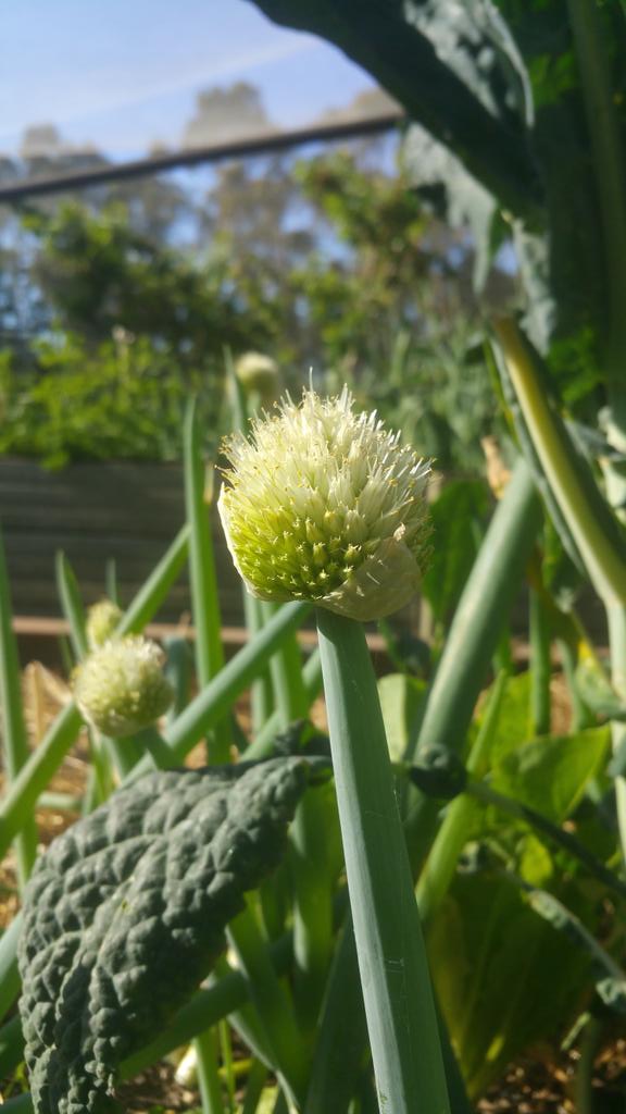 Great day in the garden with <a href="/amihill/">Otway Fields</a> went for #scoby &amp; #garlic left with kitchen sink! Love it! #organicproduce.
