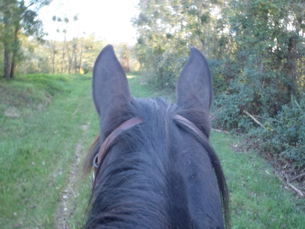 HorsesNcoaching's tweet photo. HORSES AND COACHING 15 ANS DEJA https://t.co/Ler1yd4Jgs https://t.co/y2FMcH6srH