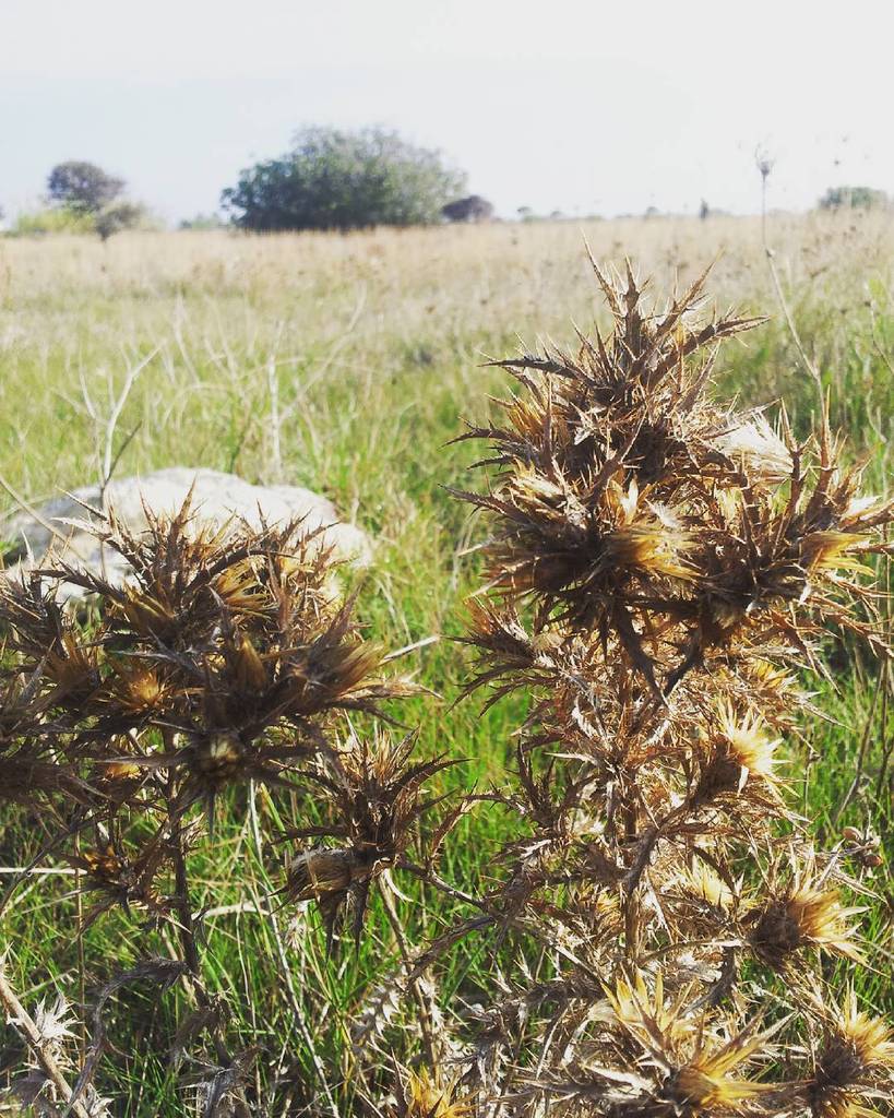apuliasocial's tweet photo. #igersitalia #igerstaranto #instaitaly #salentoexperience #salento #igers_taranto #instait… https://t.co/Yi9Uu2Sfe1 https://t.co/PKjtGomT5v