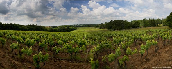 fabricebgd's tweet photo. "Zoom sur un grand nom du #Muscadet, le domaine Jo #Landron"  https://t.co/ha7085stNo #vin #loire #wine https://t.co/RFMLaUWn7e
