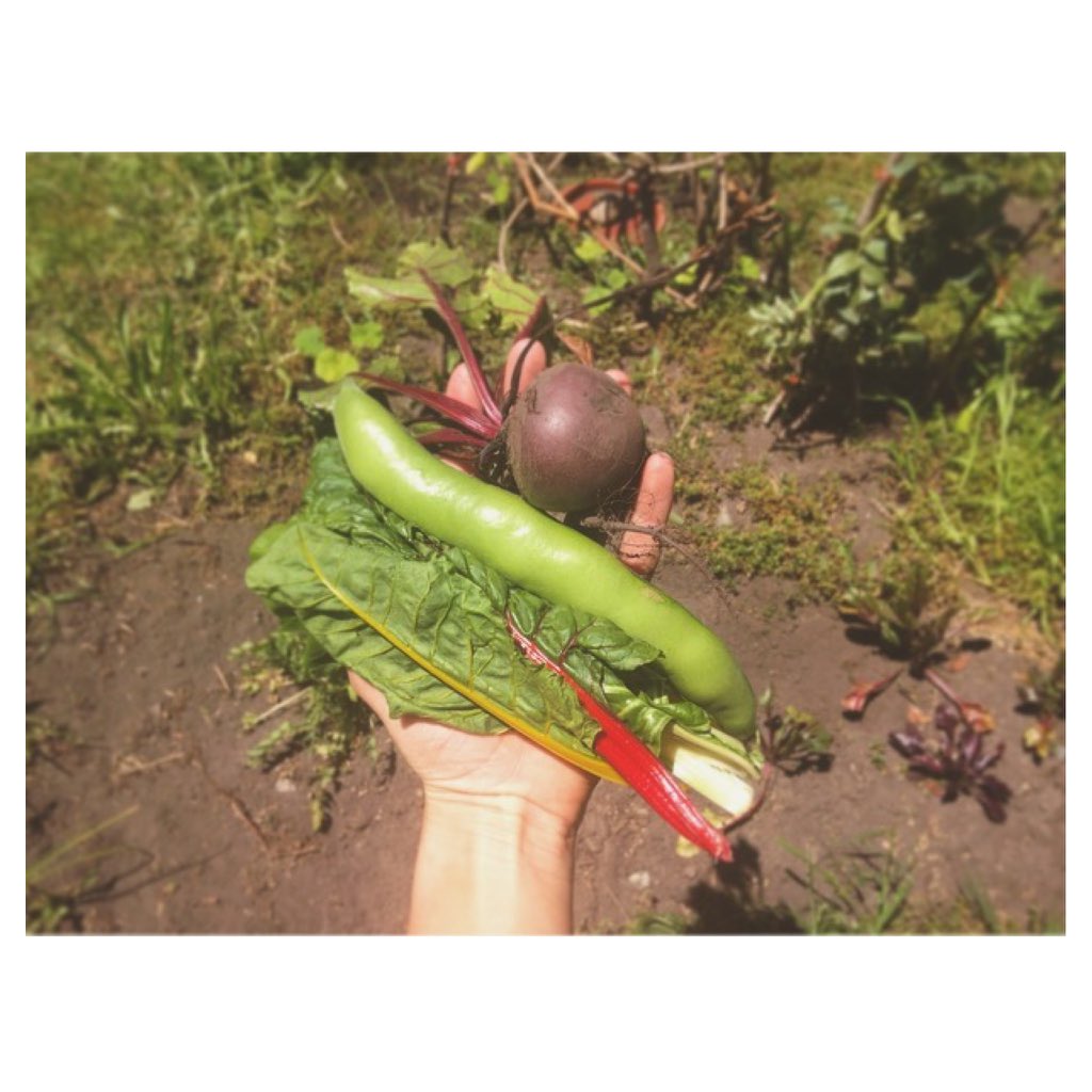 Duntylatrobe's tweet photo. I must say the spinach is looking a little parched in this heat... But I'm still very grateful for my gardens bounty https://t.co/Ae7YFfChLP