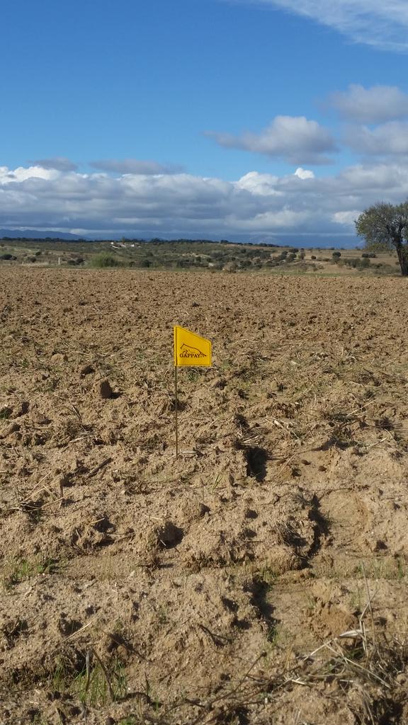 Madridogs's tweet photo. Qué os parece, hacemos un rastro? usamos la #nariz? #madridogs #perros #IpoTraining #rastro https://t.co/ahPCYwpeI1