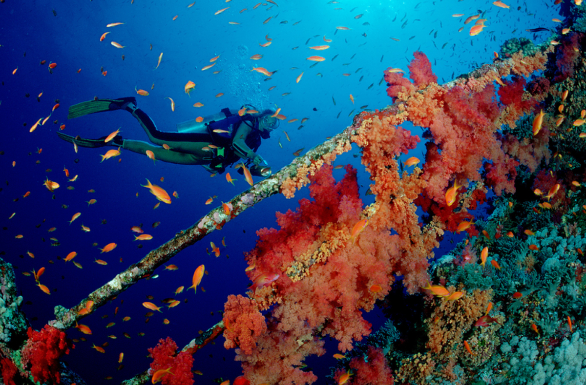 TravelLeisure's tweet photo. Are you an aspiring diver? Check out these amazing dive locations: https://t.co/Fv421QKo4I https://t.co/PjZzHPoWSV