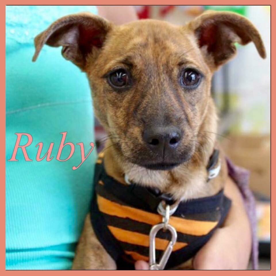 thisisthedogFL's tweet photo. Puppy Ruby is ready to Fall in Love. Adopt@thisisthedog.com https://t.co/tZZibVtDB6