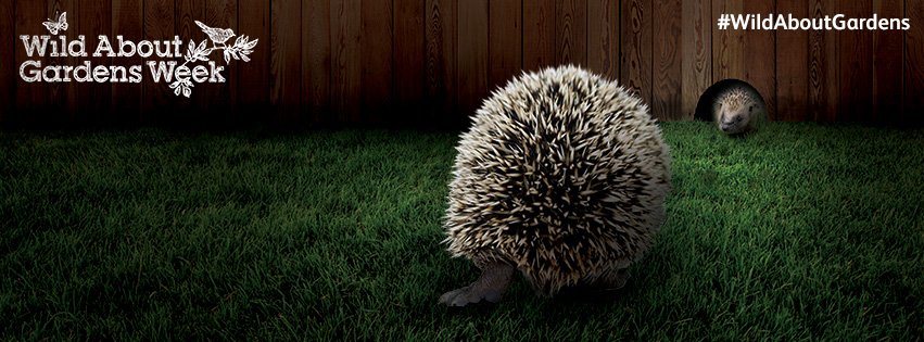 WildlifeTrusts's tweet photo. Why not make it your mission this week to do one thing to help your local hedgehogs? #WildAboutGardens https://t.co/4BeABx5cWT