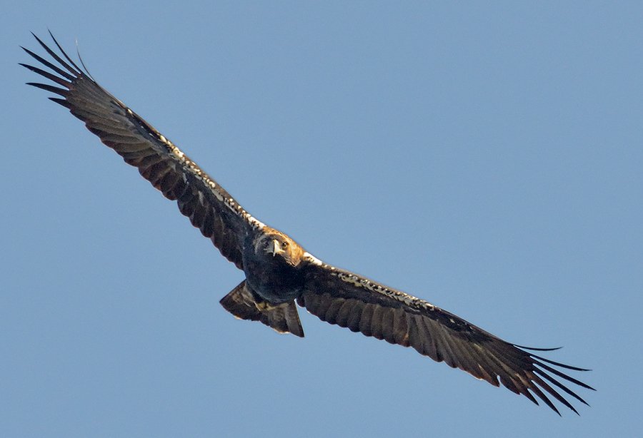 SEO_BirdLife's tweet photo. Condenado un ganadero por el envenenamiento de 6 águilas imperiales en Ciudad Real https://t.co/dfCBe0IK3H https://t.co/gfydCOeQrC