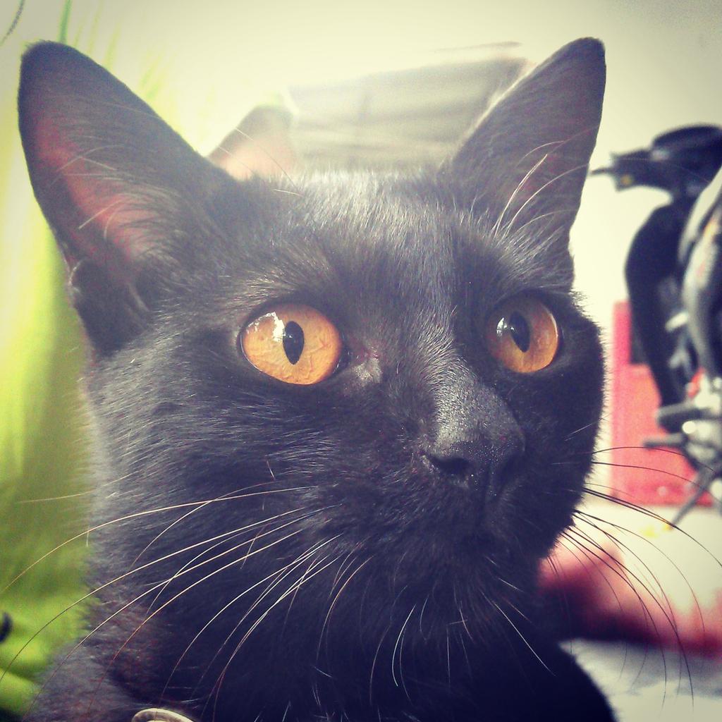 huakong's tweet photo. namanya mink #BlackCatDay https://t.co/Nh5cDWl7XN