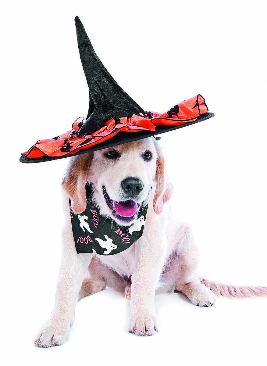 dvm360's tweet photo. Client handout: Remind #veterinary clients NOT to feed candy to animals. https://t.co/Sczf4h9pFJ https://t.co/Yu5sR9qDsR