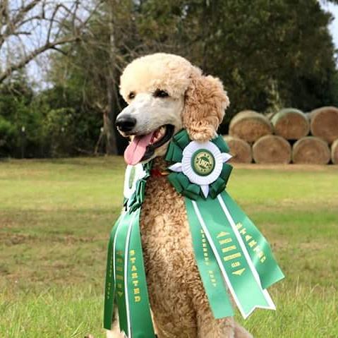 AstroTheMighty's tweet photo. Went 2 for 2 at SOWEGA HRC this weekend. #astrothemighty #wearegoforlaunch #hunttest #cooperkid #birddog https://t.co/NUh4SkcHF6