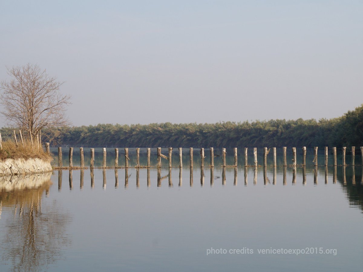 VeniceToExpo's tweet photo. Grazie @ATNLagunaSud per averci accompagnato nella magia della #Laguna di #venezia Arrivederci in primavera! https://t.co/HgHkw3YpqE