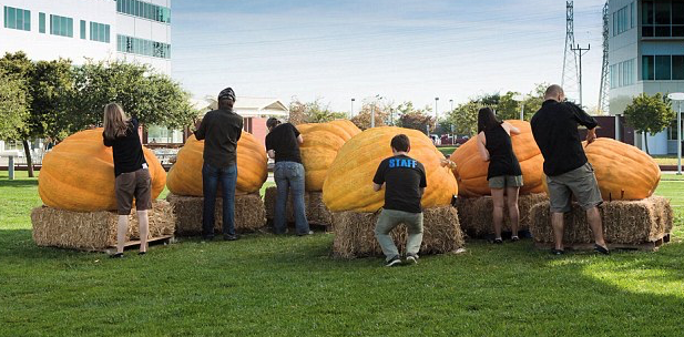 madebymilton_'s tweet photo. @our_ethos pumpkins at the ready. It's time to carve @jonebellamy @PeteWJ @RoxyLou25 https://t.co/LKwM6HM1BZ