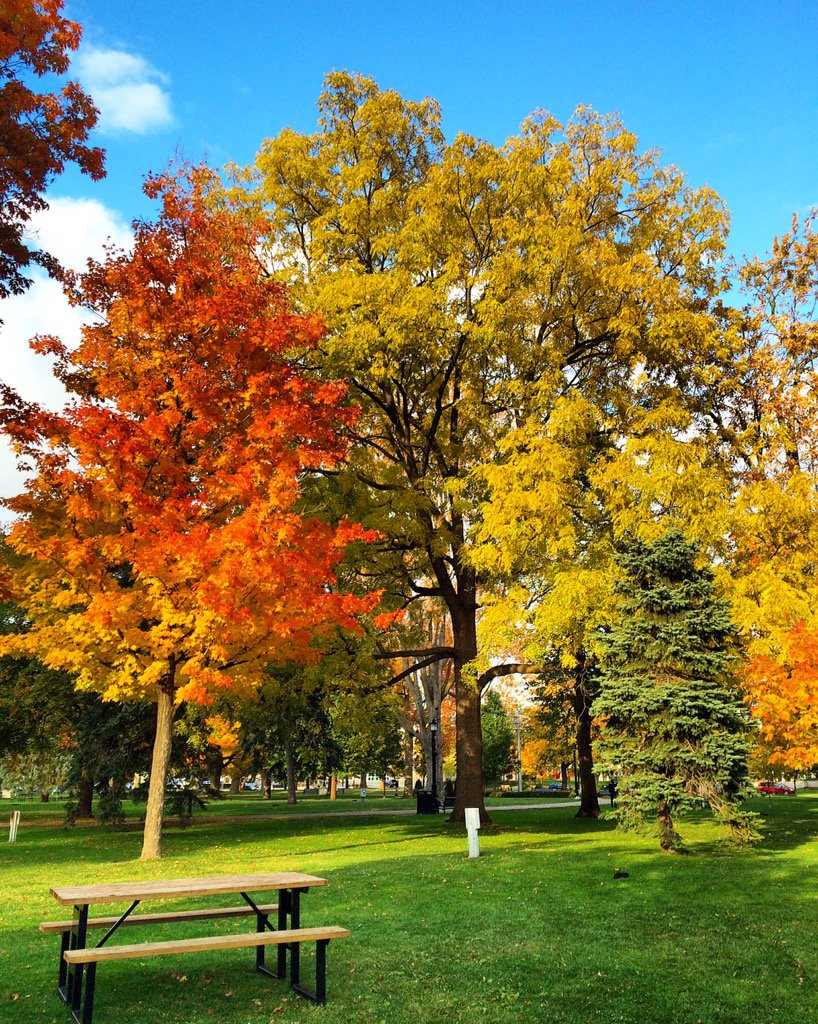 Downtown_London's tweet photo. Victoria Park downtown is bursting with Fall colours! #GetDTL #RichmondRow https://t.co/YtT6Ip4pkh