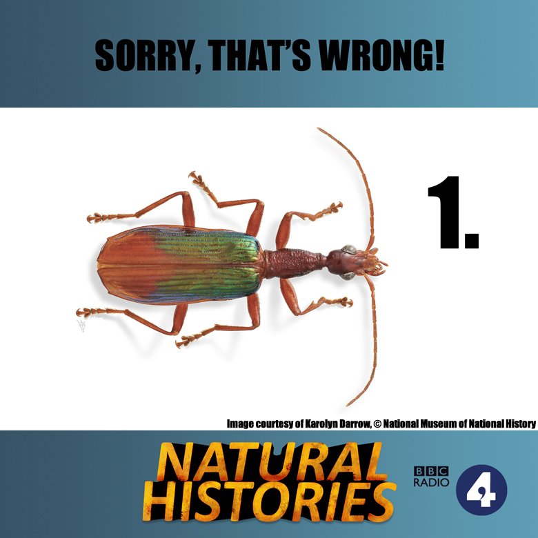 BBCRadio4's tweet photo. Click the beetle that you think was named after @Schwarzenegger More celebrity beetles here: https://t.co/TYyrPOPGQ2 https://t.co/ghs2j5eRi2