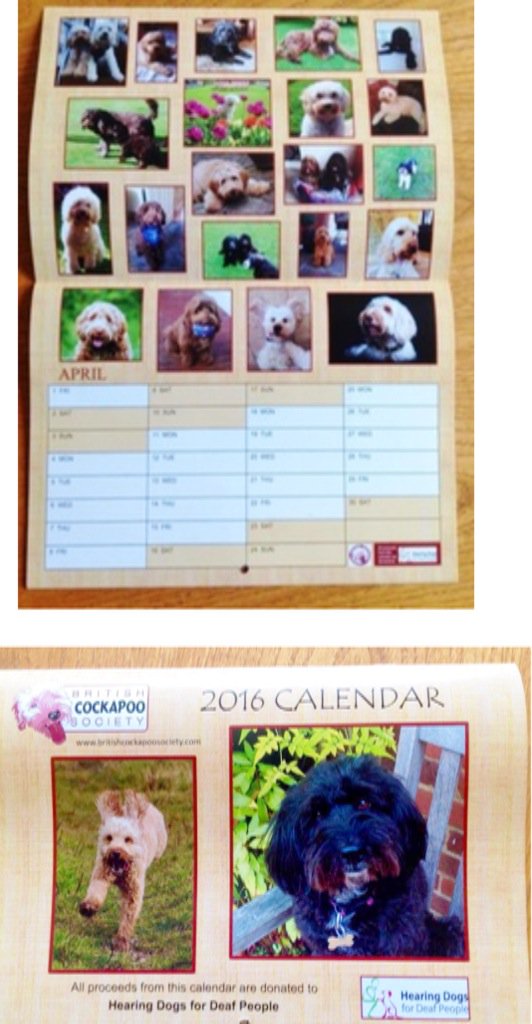 CockapooTwo's tweet image. Well they say looking out are they selling they are flying boys buy a calendar every £ to @HearingDogs  PLEASE!!!