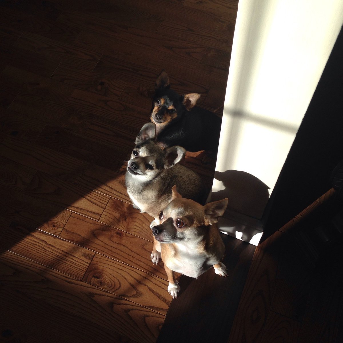 giamilani's tweet photo. Now they've all squished into it #sunnypatch #chihuahuas https://t.co/Xpe4zXWxLp