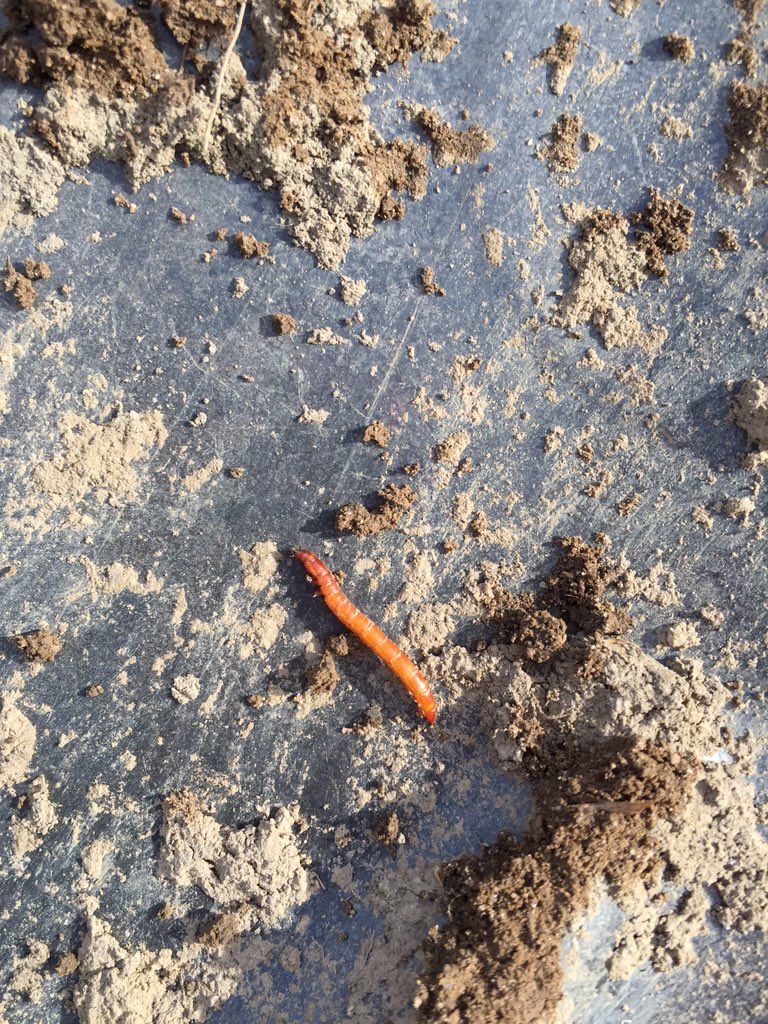 JoannaMWallace's tweet photo. Finally the conditions are right to find wire worms. if u trapped earlier &amp; didn't find any, Go back &amp; have a look! https://t.co/IQlms679Wv