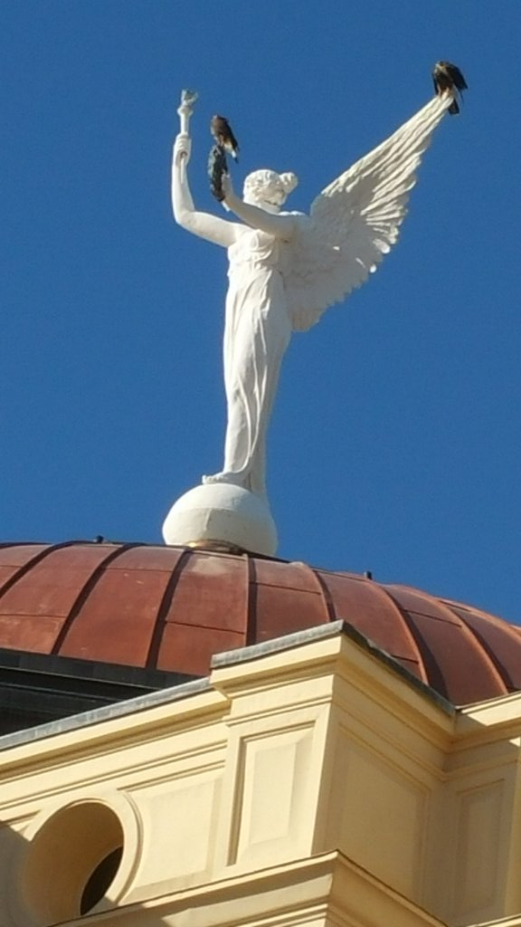 KateMcGeeAZ's tweet image. Welcome to the #ArizonaCapitol! Two young Harris Hawks visit.