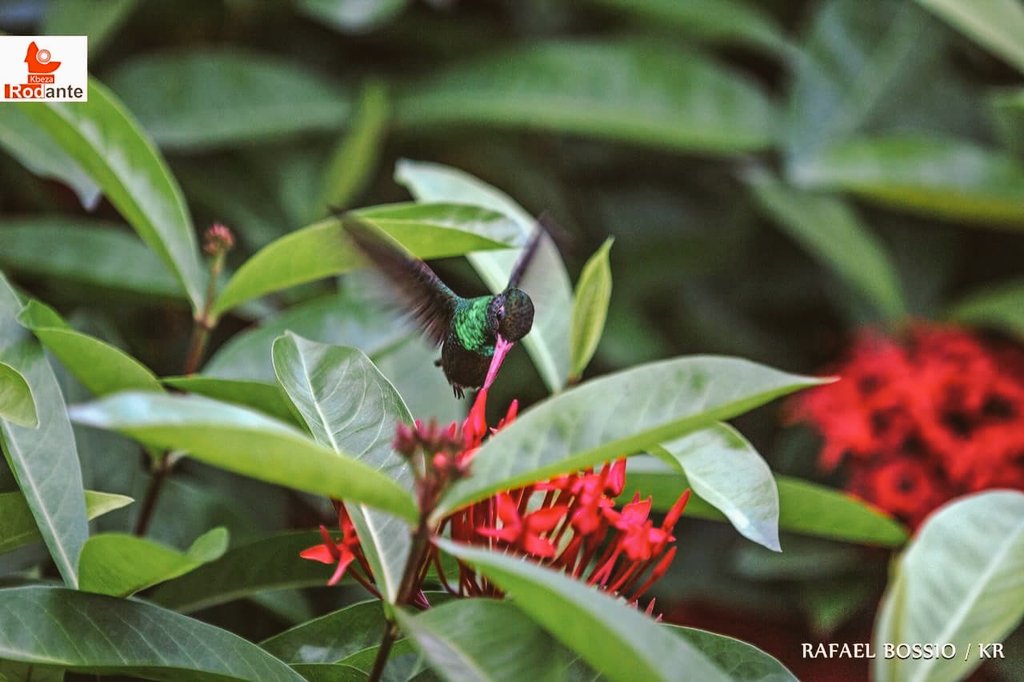 KRodante's tweet photo. #colibries #nature #TengoGanasDe @NatGeo @Natures_Voice @NatureNews https://t.co/6i1DVn13qE