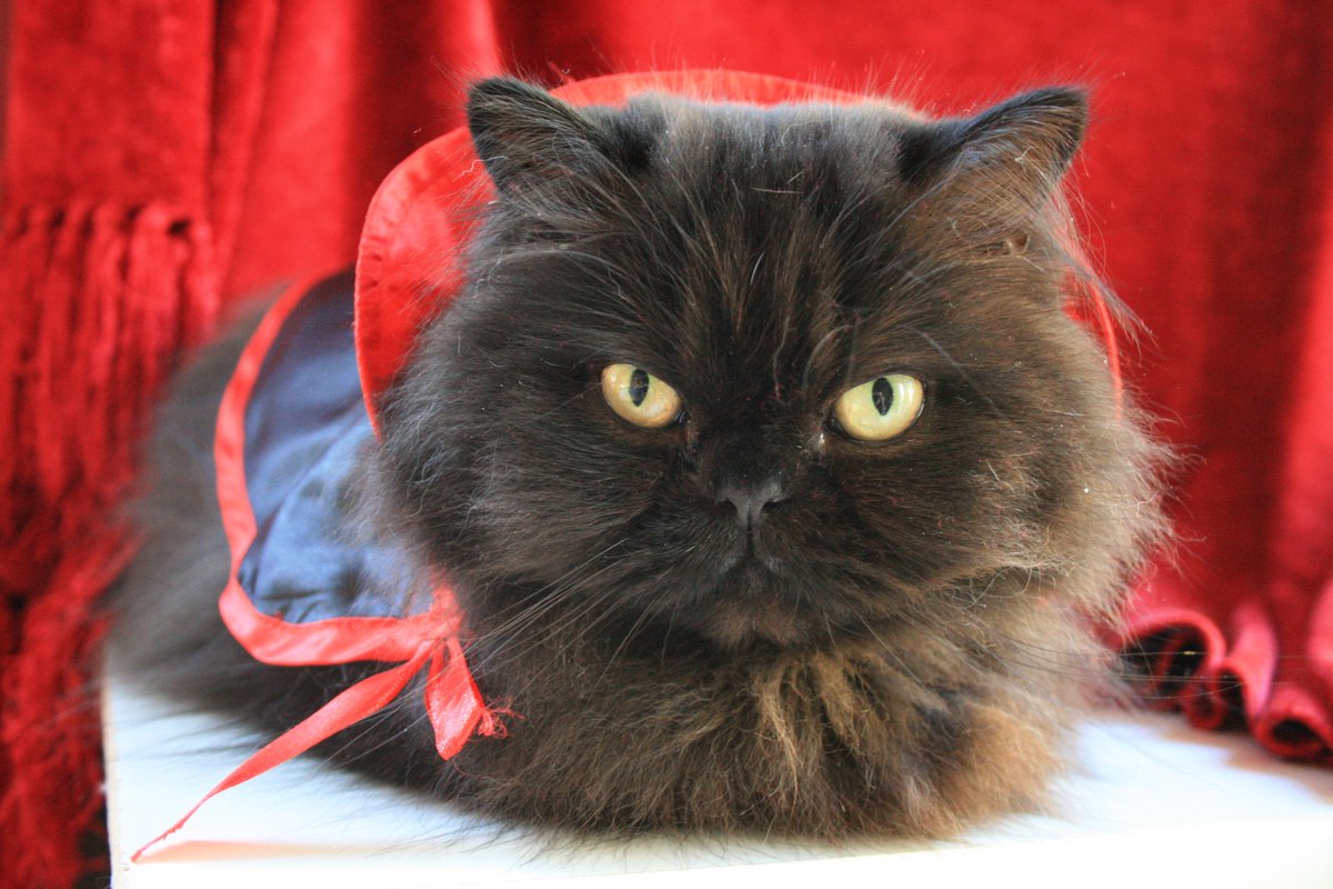 noirkittymews's tweet photo. Thinking of black cat friends on #BlackCatDay @IonicIon @DaVillainKitty @Elverojaguar @henryperemptory @ZyzaZuza https://t.co/LTuyHuCCe7