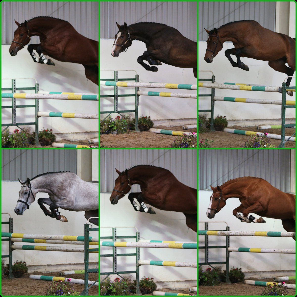 Noelle_Floyd's tweet photo. Goresbridge Supreme Sale of Showjumpers Offers Ireland’s Best on November 10th https://t.co/ma2nUMnfnw https://t.co/fiIRqN4pbc