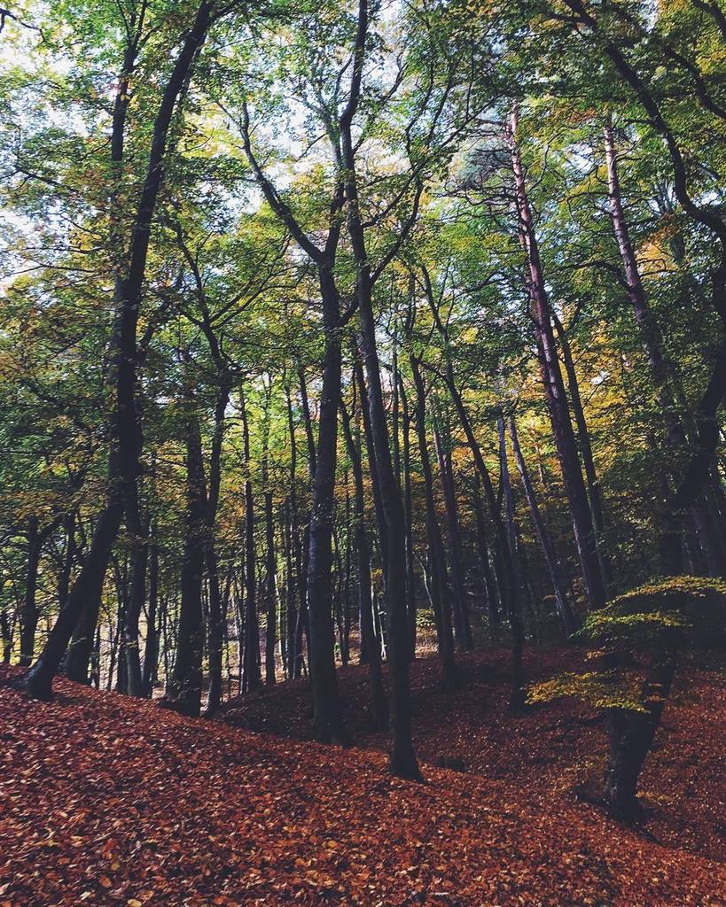 djmon1que's tweet photo. 🍂🍁🍂#gdansk #igerspoland #nature2000 #mobilnytydzien52 https://t.co/aylVuDRziR https://t.co/EHfkznW5gI