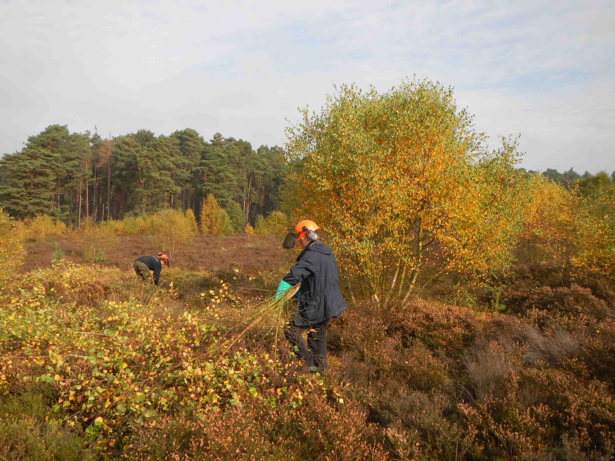 TBHPartnership's tweet photo. Where did you spend this glorious #IndianSummer day? #TBHPartnership were at #OckhamHeath with @SurreyWT. https://t.co/zgeWGnkeNc
