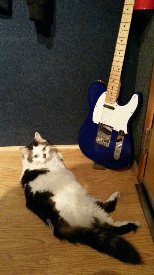 BeNiceToAnimals's tweet photo. Mercy, our cat of the week rocked out in @1059thex Studios this morning! This pretty ladyis searching for a new home https://t.co/vCKawniGHg