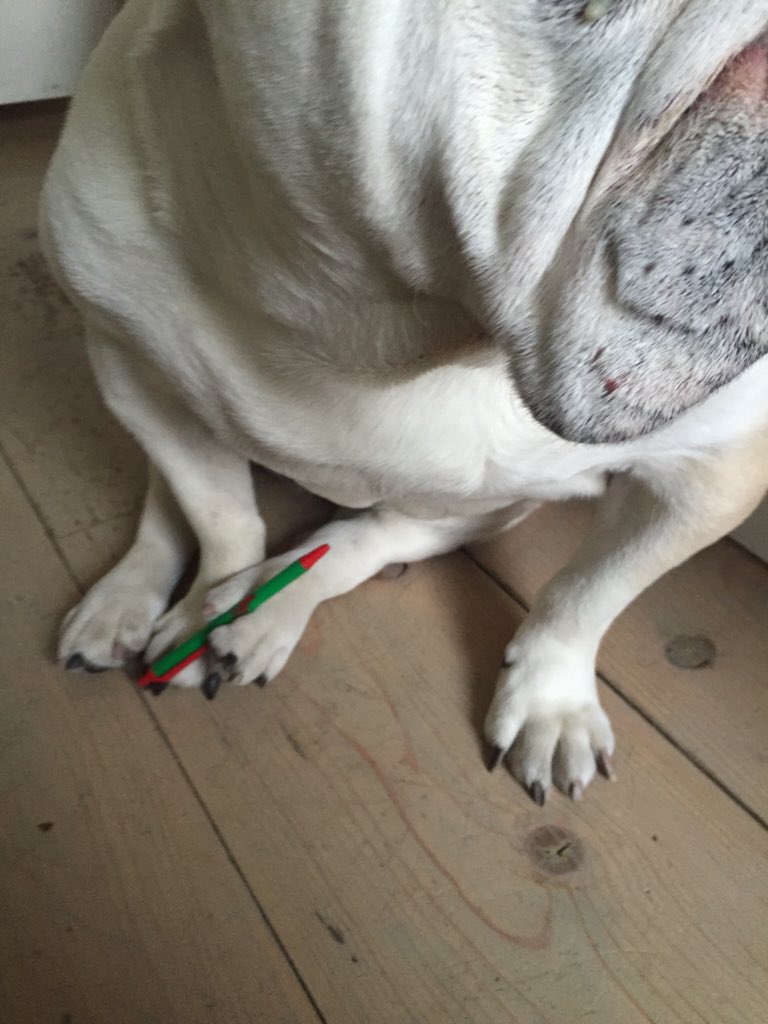 stoopdoggracie's tweet photo. Penning the great American novel. More like pawing it, actually. https://t.co/FsiLyotSUa