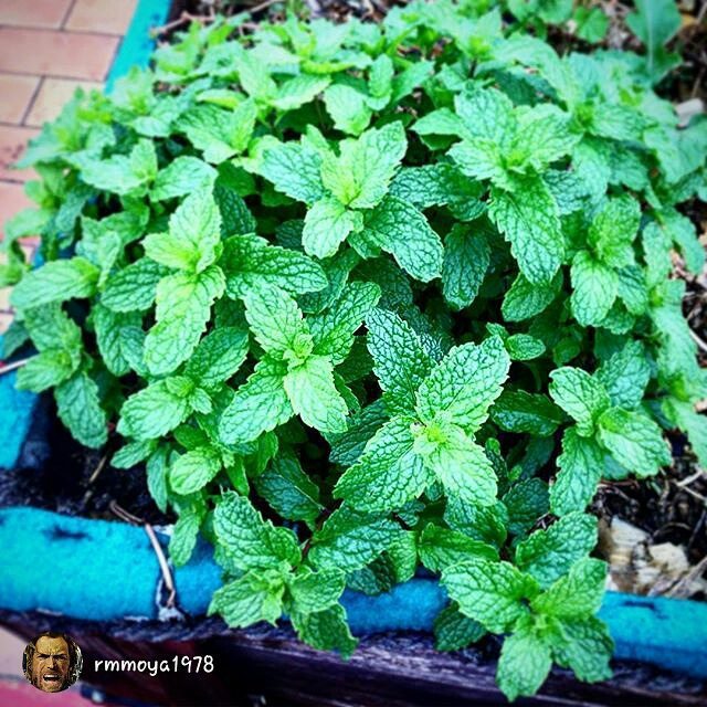 SeedsNow's tweet photo. repost via @rmmoya1978
Spearmint is splendid with these rains #spearmint #hierbabuena #herbs #aromaticas #growtable… https://t.co/yLPZSPifeY