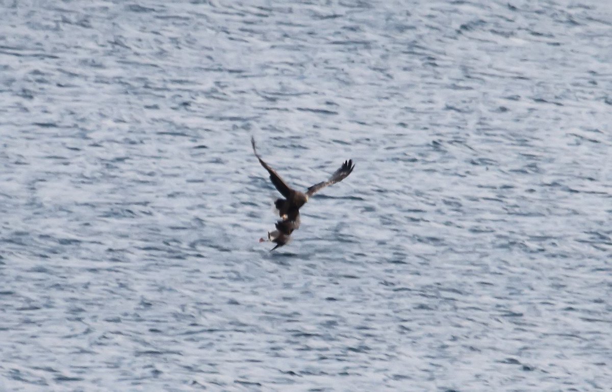 Sequence of record shots when 2 WTSE attempted to take a Graylag Goose - Isle of Mull this morning