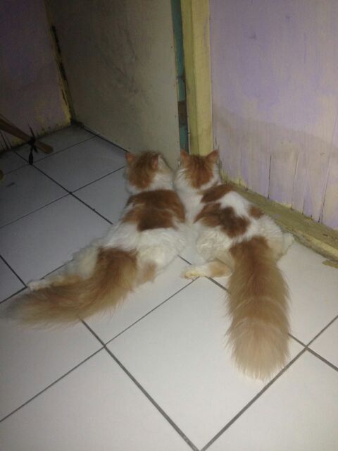 KuroHanz's tweet photo. Kelakuanya jessi an askey .. https://t.co/Qokn5cTpA4