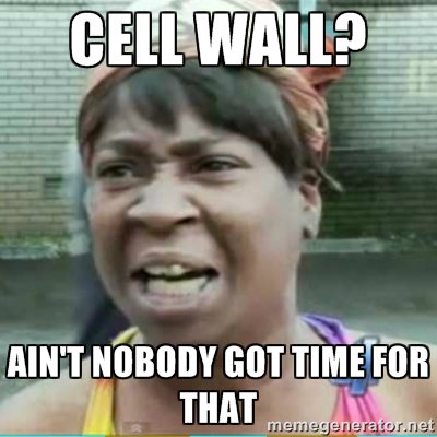 SmEndoplasmicR's tweet photo. @cellwall_nasty get out https://t.co/6a7av9jyik
