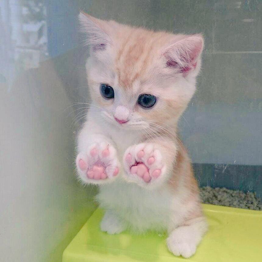 AwesomenessMost's tweet image. Jellybean toes 

mostawesomeness.com/posts/112