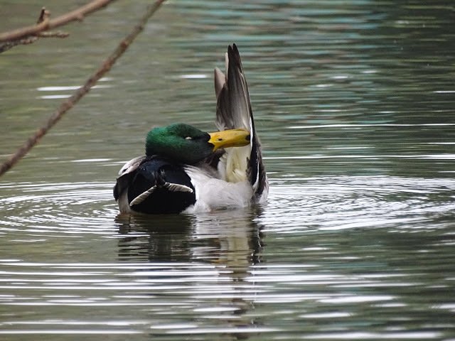 duckoftheday's tweet photo. 27 Oct 2015 https://t.co/H213O4redE