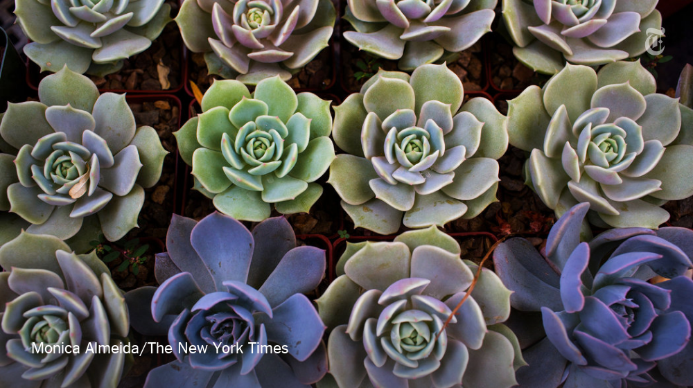 NYT Photo tweet media