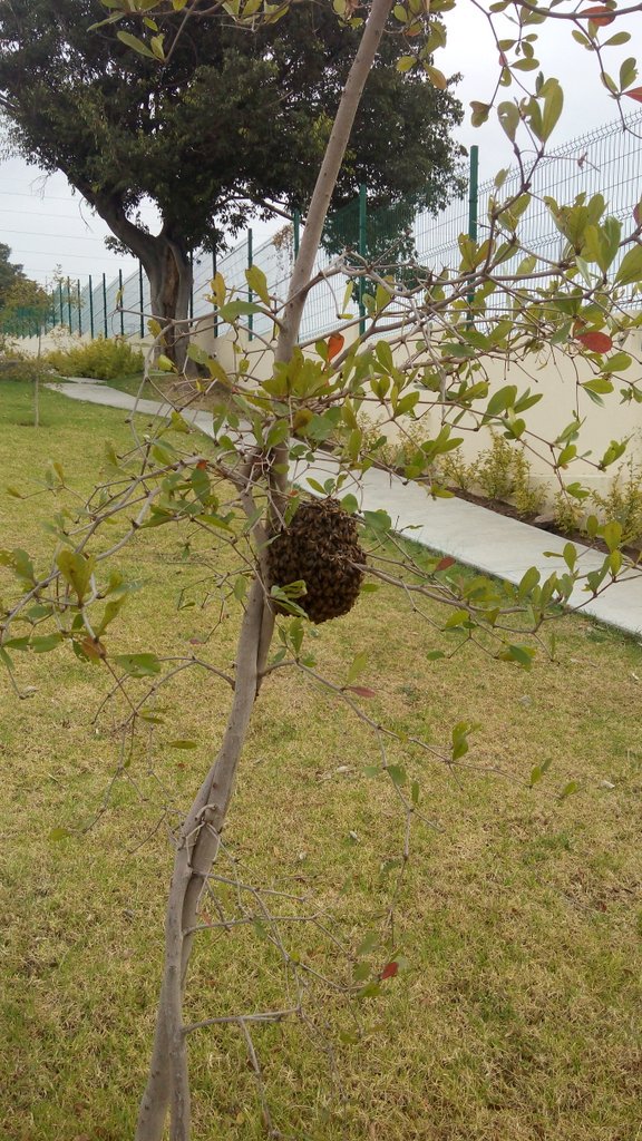 prolcij's tweet photo. @PCJalisco  @EcoTlaquepaque  panal de abejas, Lopez cotilla 604 al final de la calle 3, pedregal del bosque. Cp45610 https://t.co/QCYuMPNyiK
