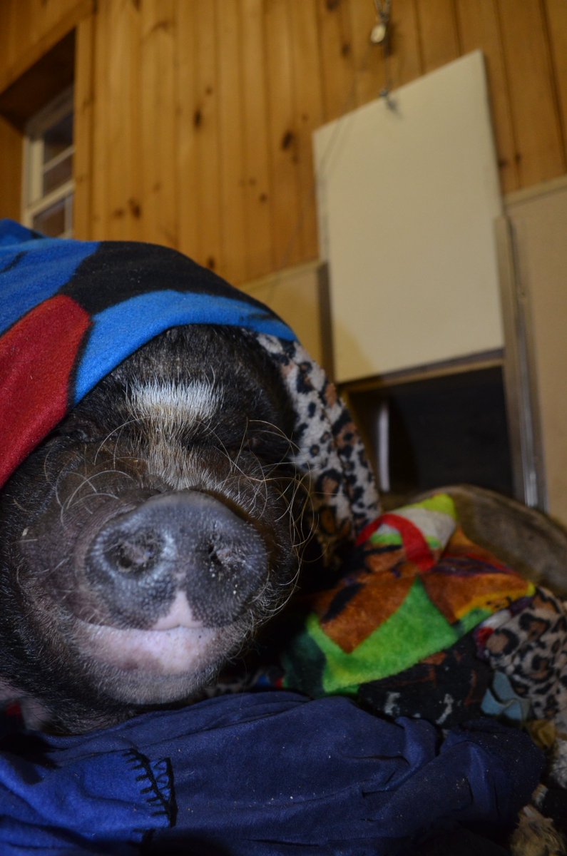 RossMillFarm's tweet photo. Chilly morning?  Time to say undercover!  #pigs #blankets #stylish #brrr #cantgetoutofbed #breakfastinbed #lazypig https://t.co/KB6H8eLEbE