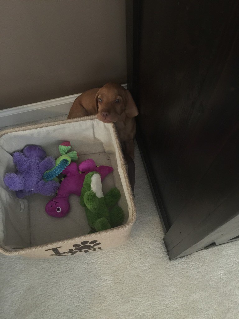 jeffmitchell217's tweet image. Be responsible and take low light puppy pictures with LG G4!  Wish I did.   #Chi4LG