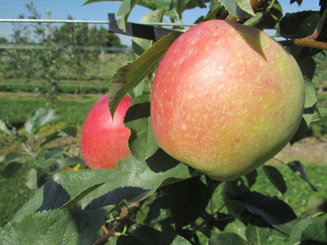 Researchers developing “made-in-Ontario” apple varieties <a href="/AgInnovationOnt/">AgInnovation Ontario</a> ow.ly/TCMSY