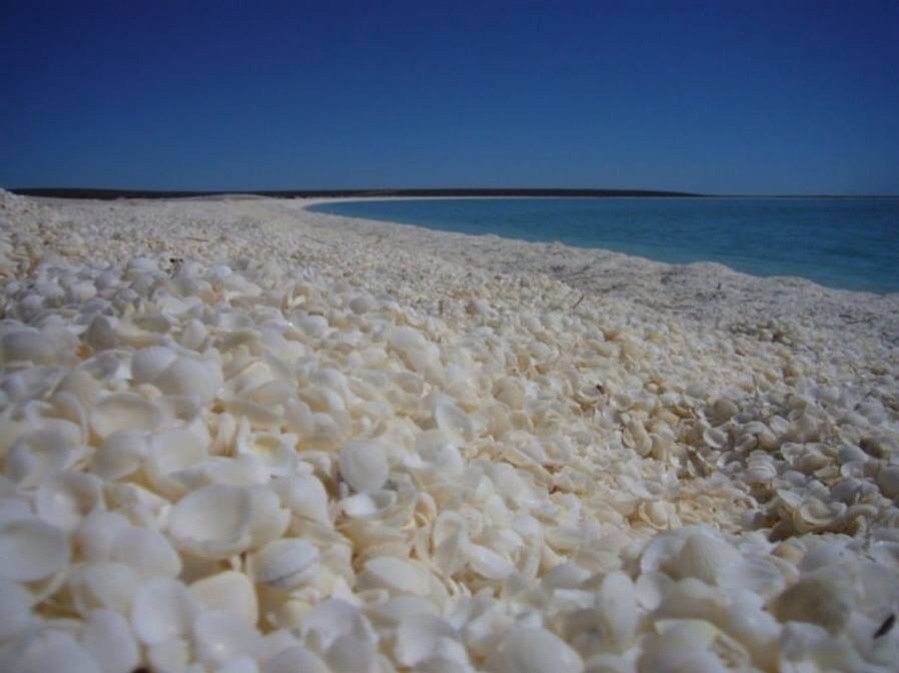 ftr_cumhuriyeti's tweet photo. Tamamen deniz kabuğuyla kaplı, doğal Reflexoloji etkisi oluşturan Shell Beach 
-Avusturalya https://t.co/U5FUDNoTgm