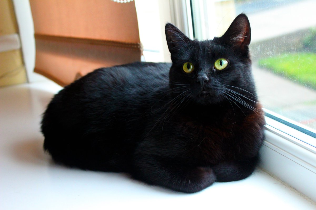 BLucky23's tweet photo. #BlackCatDay https://t.co/jwhAW7jfrX