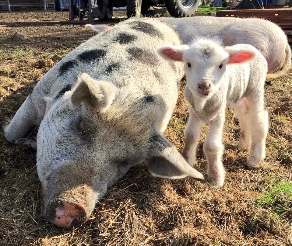 Matt_Dominguez's tweet photo. Way too much #cuteness in this photo! RT to spread the ❤️ to your followers. https://t.co/nJpART7uDR