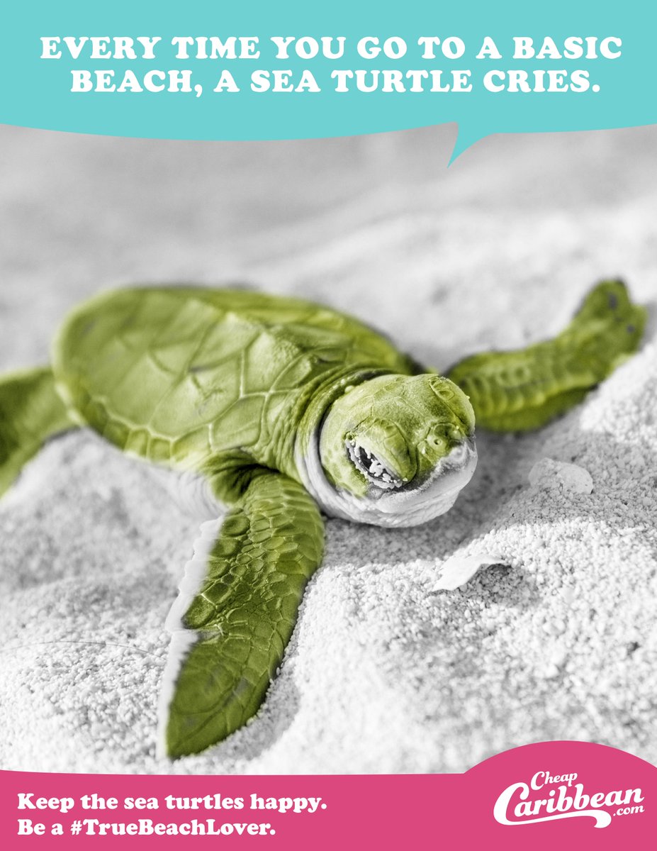 cheapcaribbean's tweet photo. YOU can stop the sadness that plagues sea turtles. Stop #BasicBeaches. Fight: https://t.co/swAtYQ7z8c https://t.co/sy7VP7Zl60